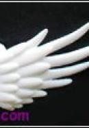 small type angel wings(white)